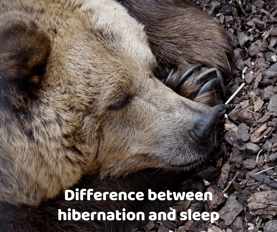 Difference Of Hibernation And Winter Sleep